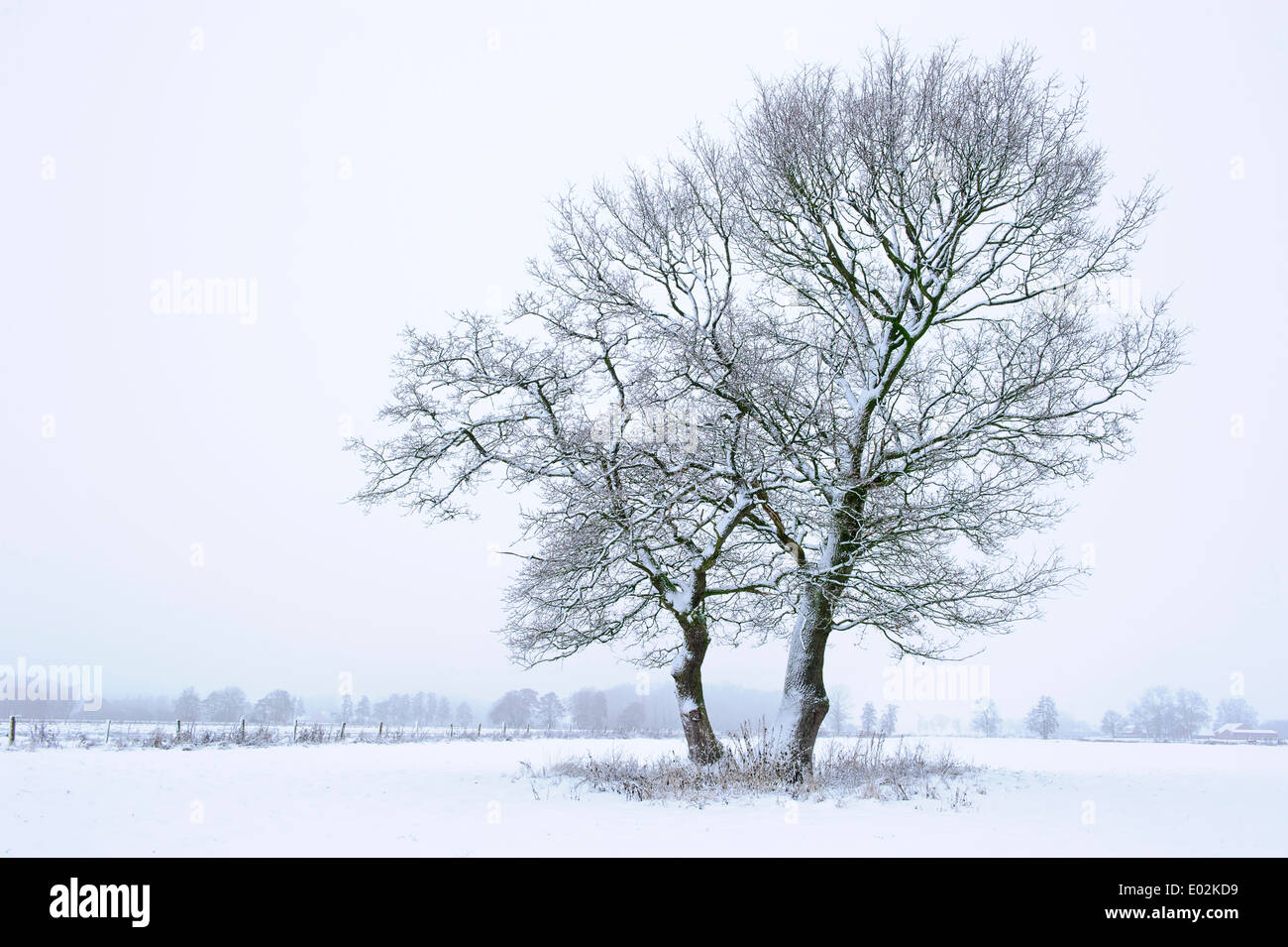 Eichen im Winter, Landkreis Vechta, Niedersachsen, Deutschland Stockfoto
