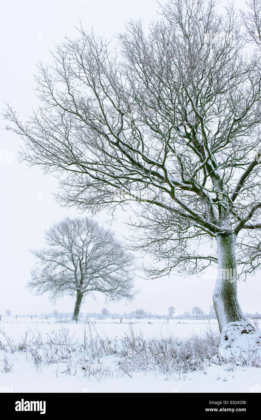 Eichen im Winter, Landkreis Vechta, Niedersachsen, Deutschland Stockfoto