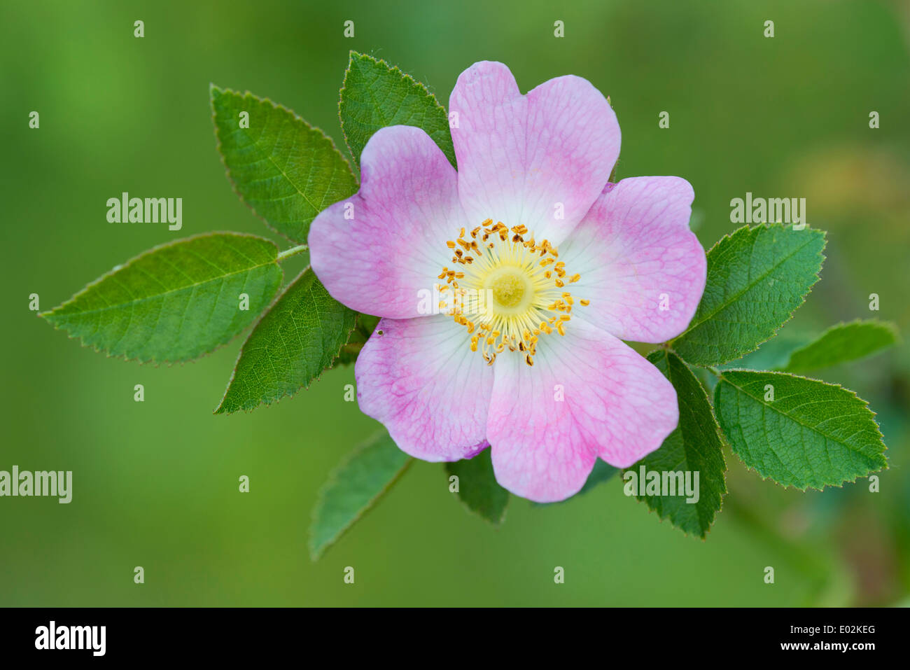 Heckenrose Blüte, Rosa corymbifera Stockfoto