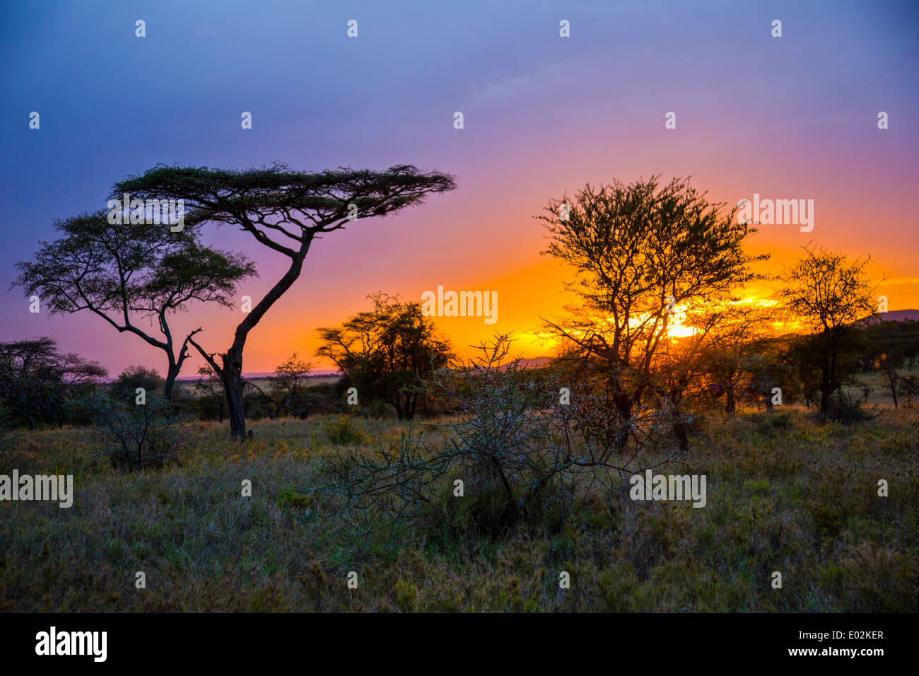 Serengeti Nationalpark, Tansania Stockfoto