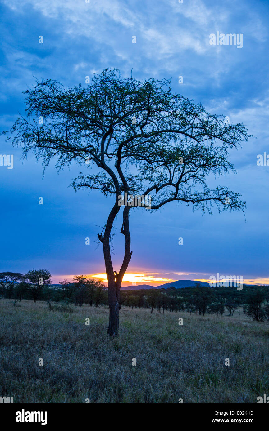 Serengeti Nationalpark, Tansania Stockfoto
