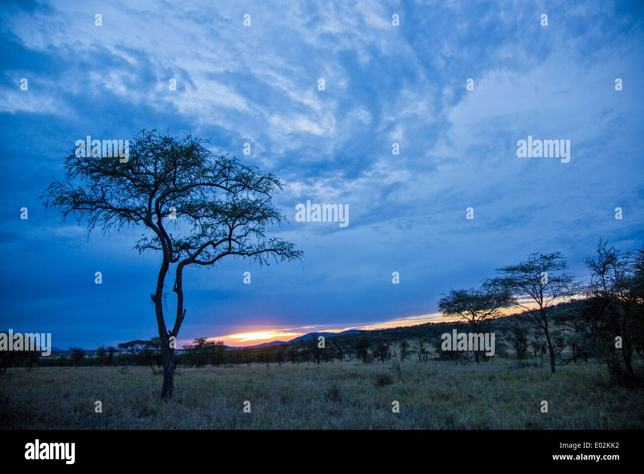 Serengeti Nationalpark, Tansania Stockfoto