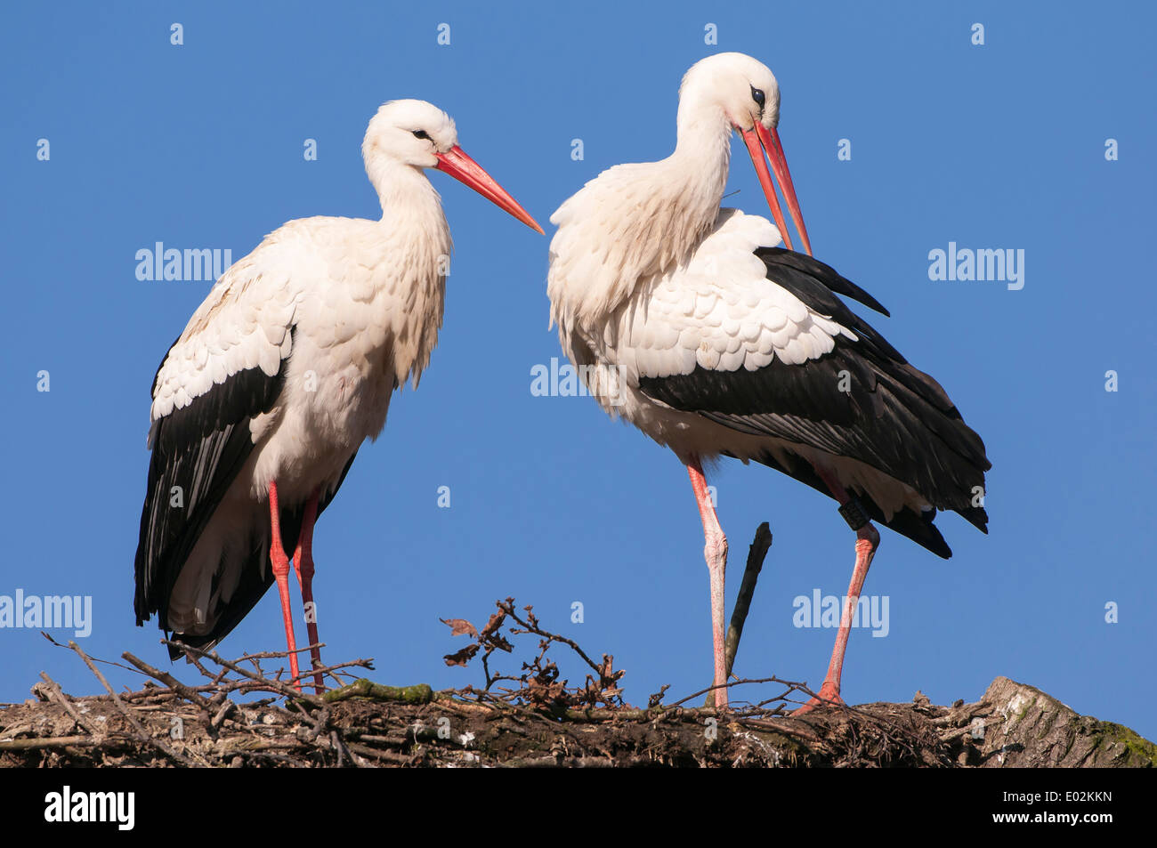 Weissstörche Ciconia ciconia Stockfoto