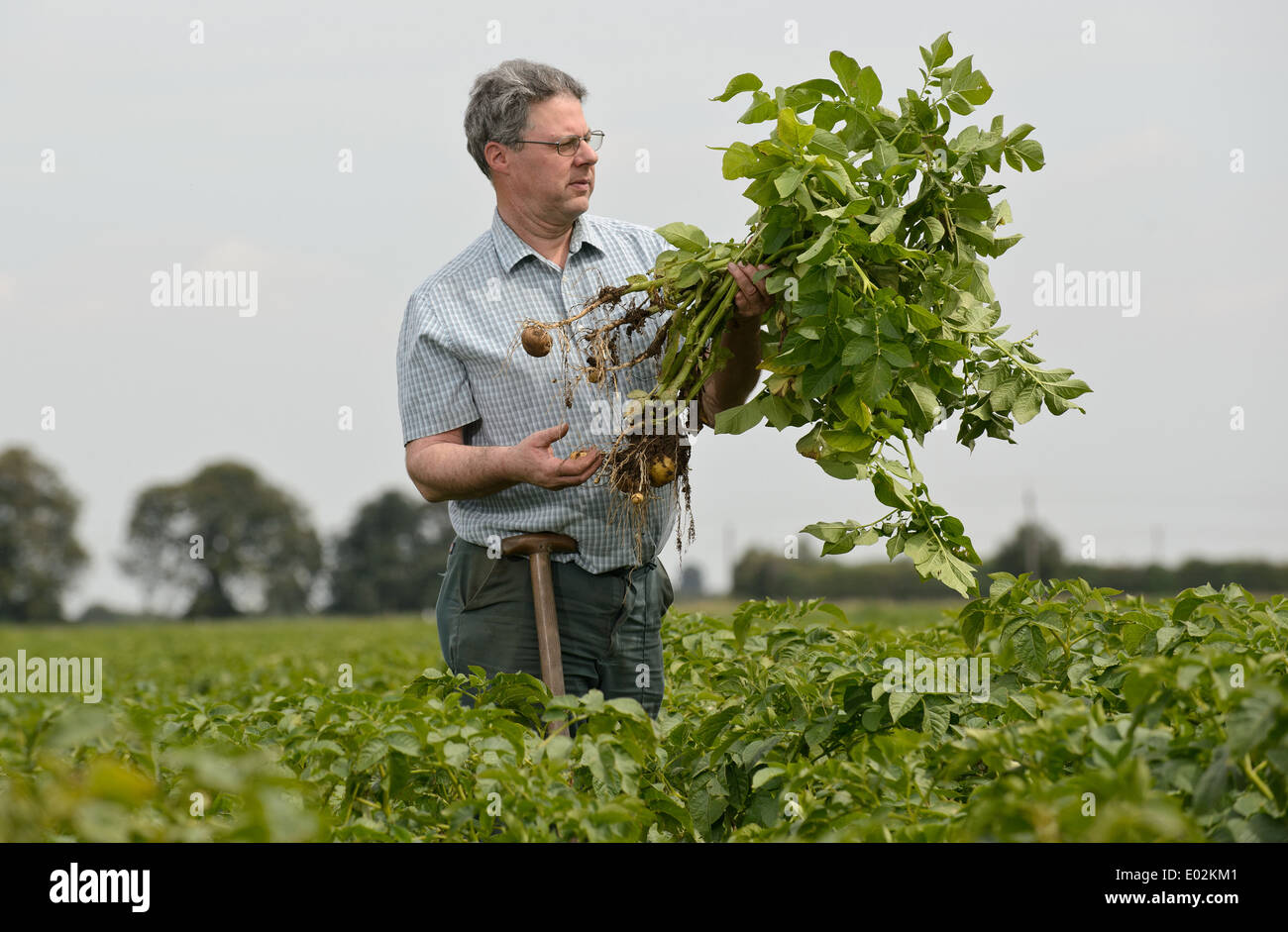 Ein Bauer zieht sich eine Wurzel von frischen Kartoffeln in einem Feld in Lincolnshire, England, UK Stockfoto