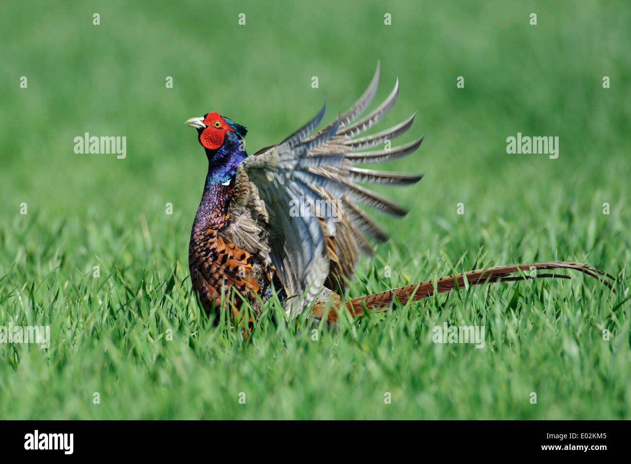 Mating Call, gemeinsame Fasan, Phasianus Colchicus, Vechta, Niedersachsen, Niedersachsen, Deutschland Stockfoto