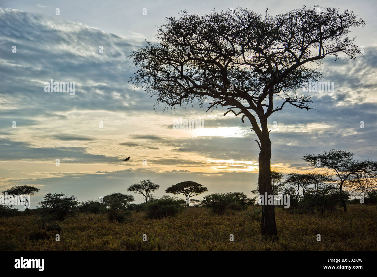 Serengeti Nationalpark, Tansania Stockfoto