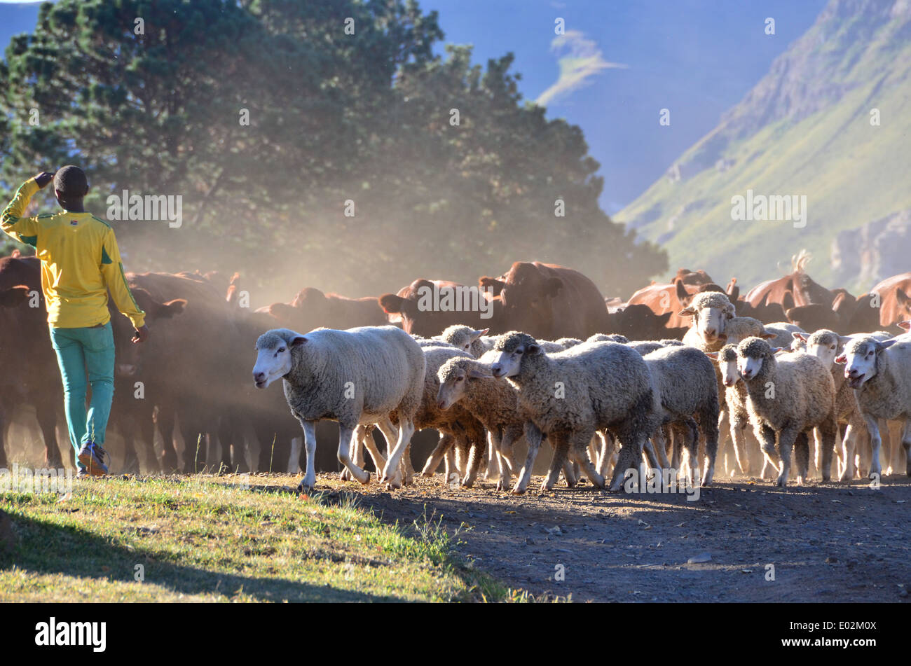 Hüten von Vieh bei Sonnenuntergang auf einer Farm in Malutiberge, Südafrika Stockfoto
