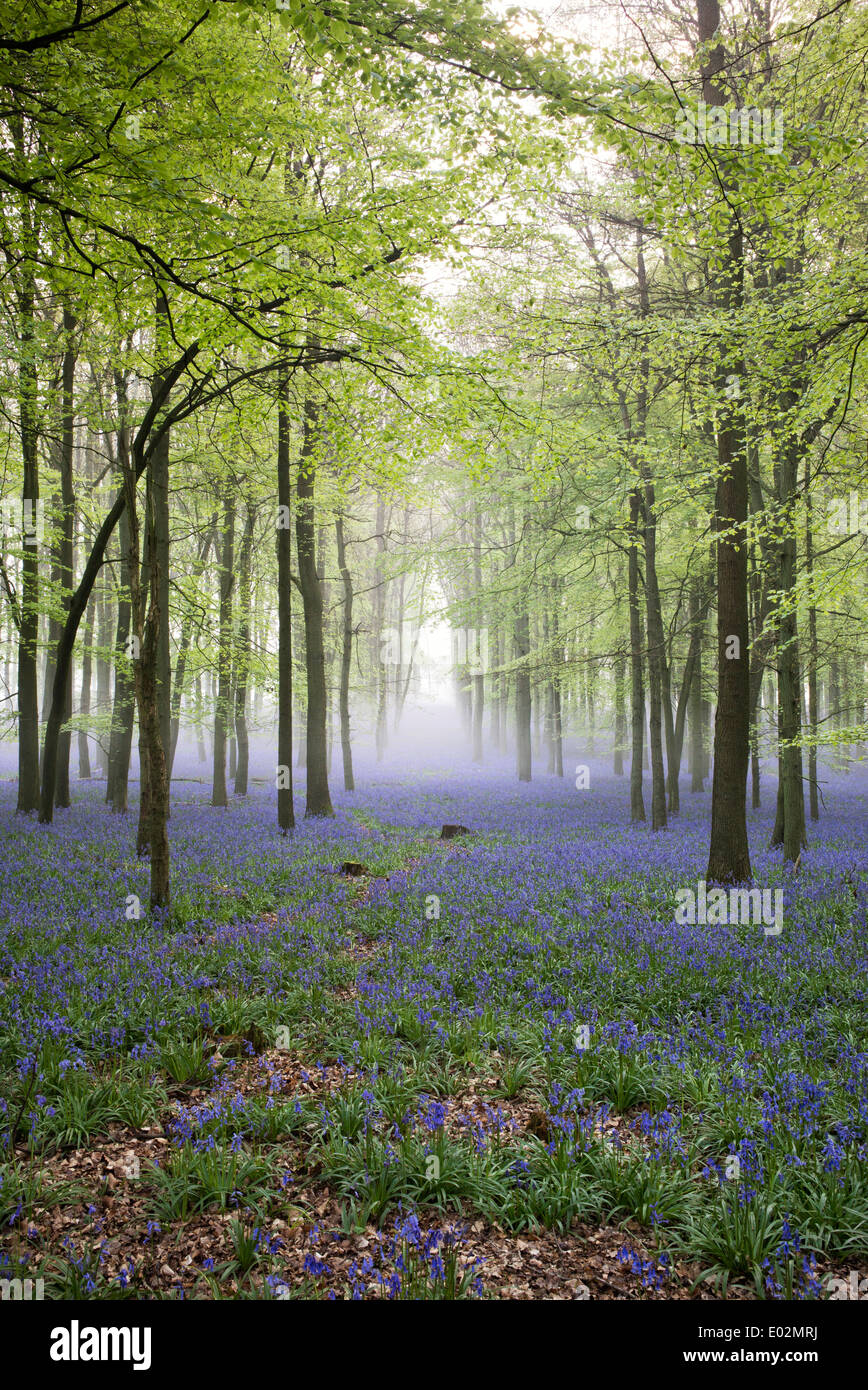 Misty Bluebell und Buche Baum Wald in der englischen Landschaft Stockfoto