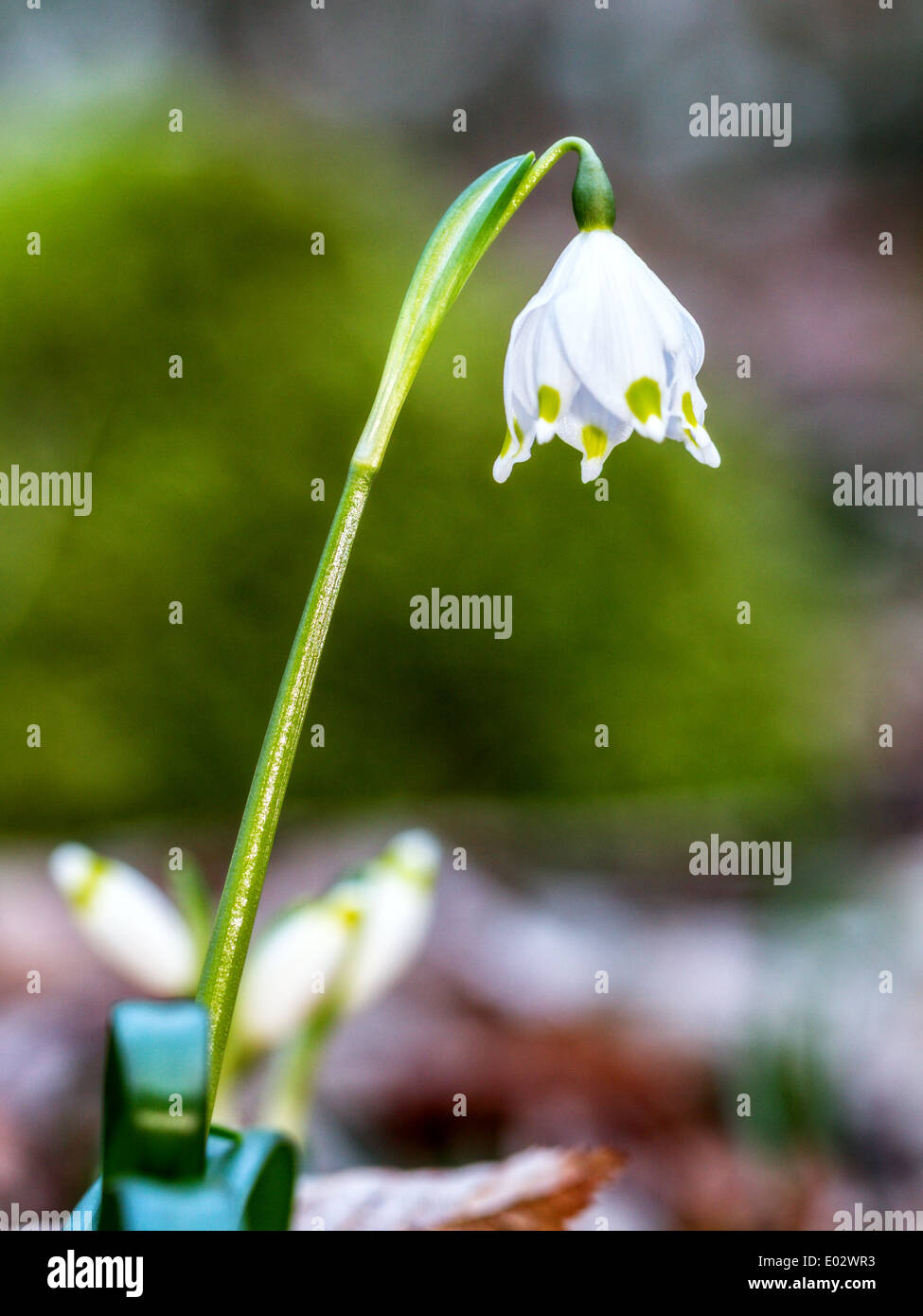 Schneeflocke Frühling Pflanzen Makro, Wildlife Frühlingsblume in Bayern Stockfoto
