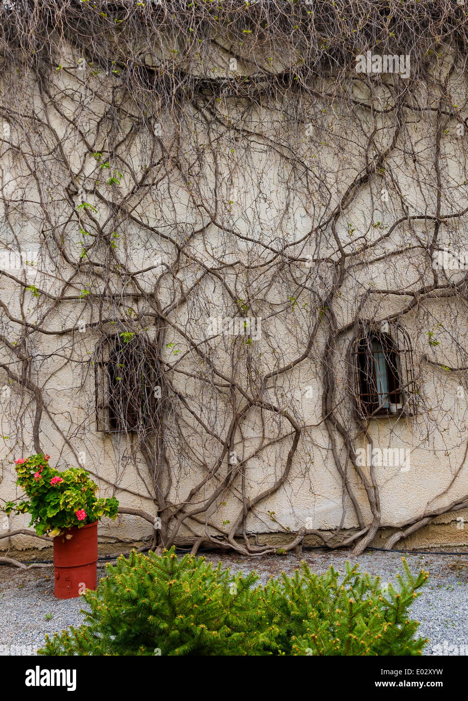Kletterpflanze an Wand in Griechenland Stockfoto