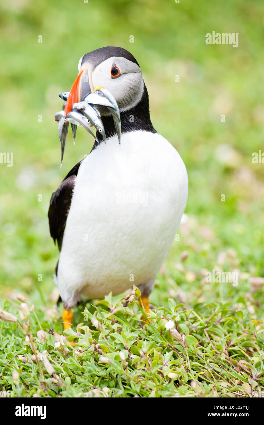 PEMBROKESHIRE, WALES An Papageitaucher (Fratercula Arctica) hält in der Nähe seiner Burrow mit seiner Beute von Sandaal Stockfoto