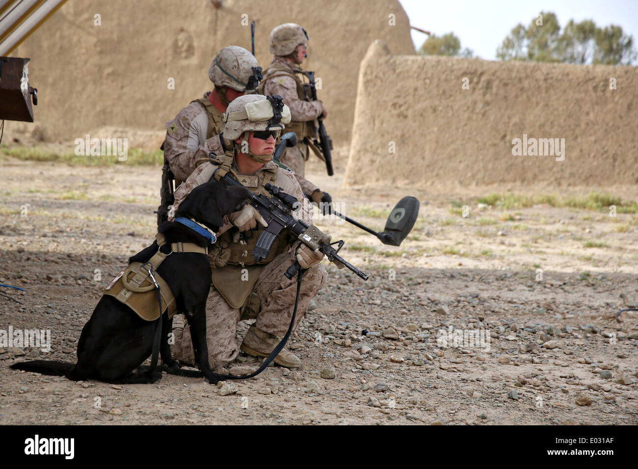 US Marine Lance Cpl. Taylor Cross wartet mit seinem Bombe Erkennung Hund während einer Clearing-Operation mission 25. April 2014 im Larr Dorf, Provinz Helmand, Afghanistan. Stockfoto
