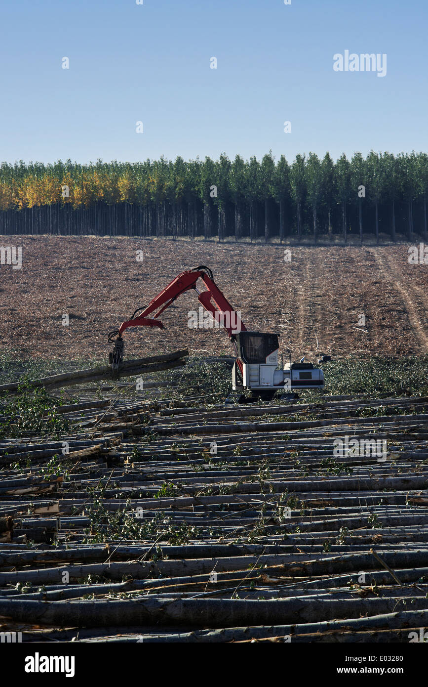 Grabber gefällten Pappel Baumstämme sortieren Stockfoto