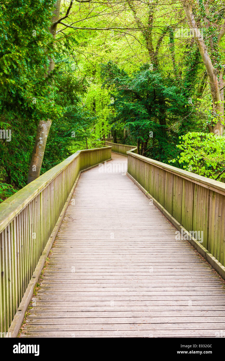 Ein Holzsteg aber Wald Yat Rock, Symonds Yat, Herefordshire, England. Stockfoto