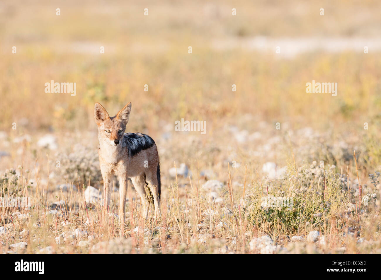 ETOSHA, NAMIBIA schwarz unterstützt Schakal in Lebensraum. Stockfoto