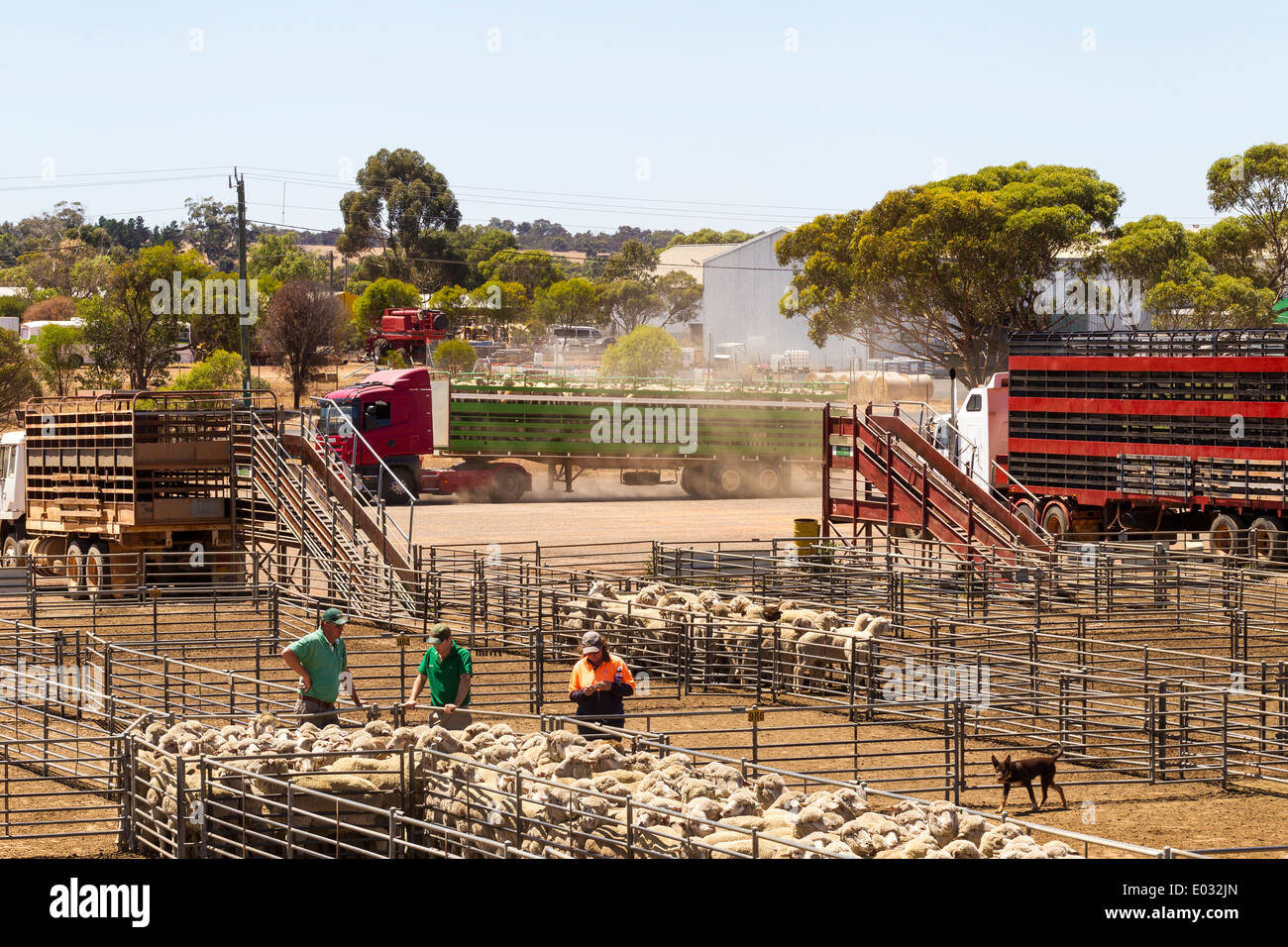 Katanning Viehhof Komplex, im Zentrum die größte Land Schafe zu
