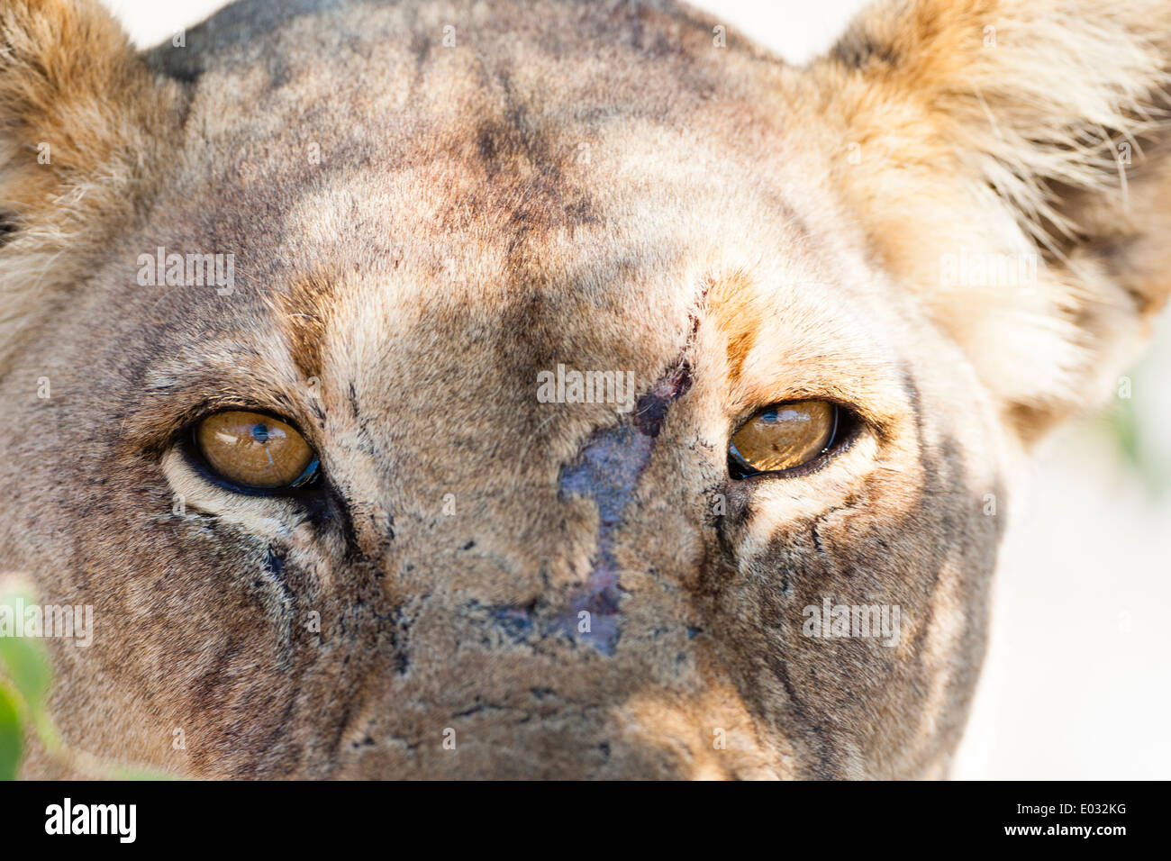 ETOSHA, NAMIBIA vernarbten weiblichen Löwe (Panthera Leo) im Lebensraum. Stockfoto