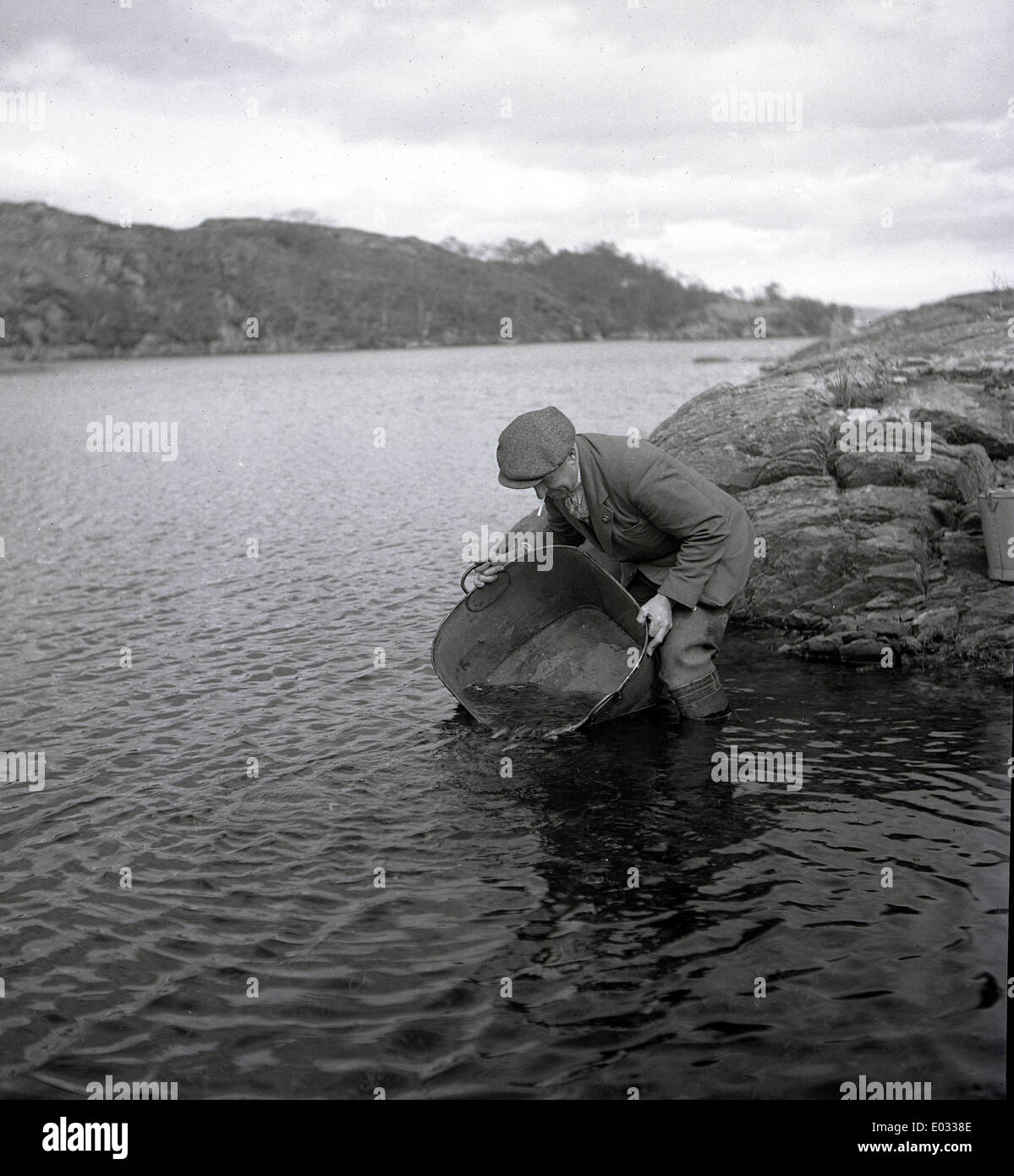 der 1950er Jahre und historische Bild zeigt einen Mann, der junge Lachse in einen See. Stockfoto