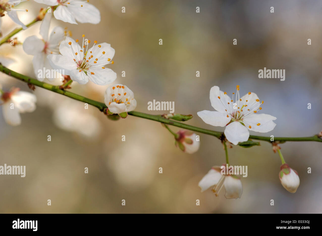 Prunus Cerasifera ist eine Art von Pflaume, bekannt durch die gemeinsamen Namen Cherry Plum und Myrobalan-Pflaume Stockfoto