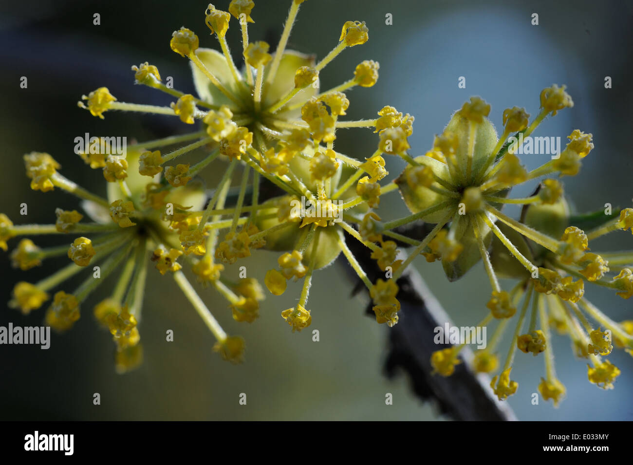 Cornus Mas (Kornelkirsche Kirsche, Europäische Kornelkirsche oder Hartriegel). Stockfoto