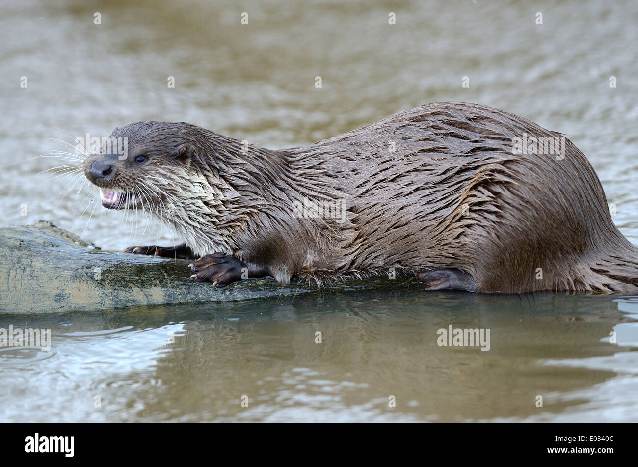 Ein Otter auf einem Baumstamm im Wasser UK Stockfoto