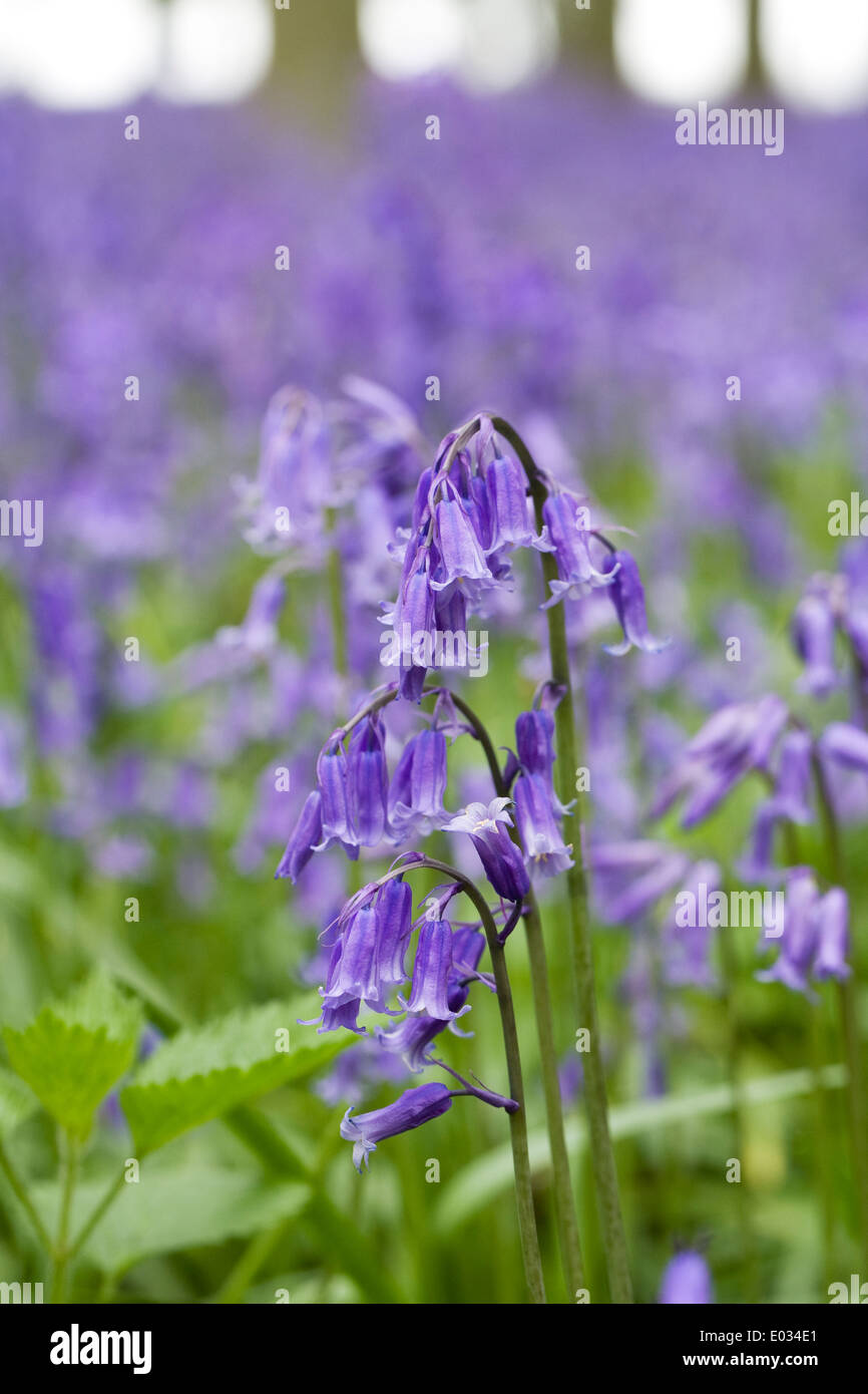 Hyacinthoides non Scripta. Englische Bluebell Blumen. Stockfoto