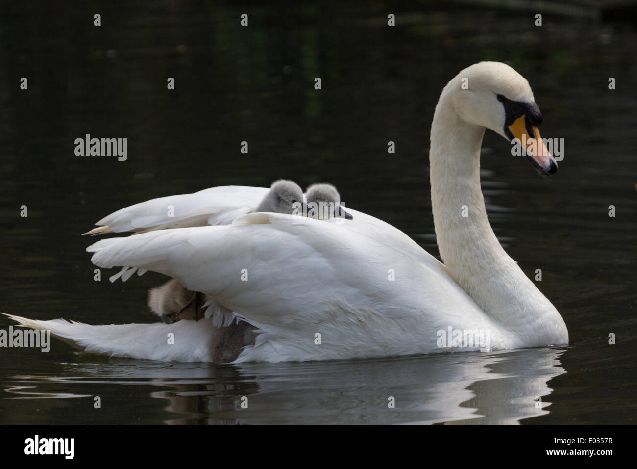 Tag alte mute Swan Cygnets Reiten auf dem Rücken ihrer Mutter, Wapping Kanal, London. Stockfoto