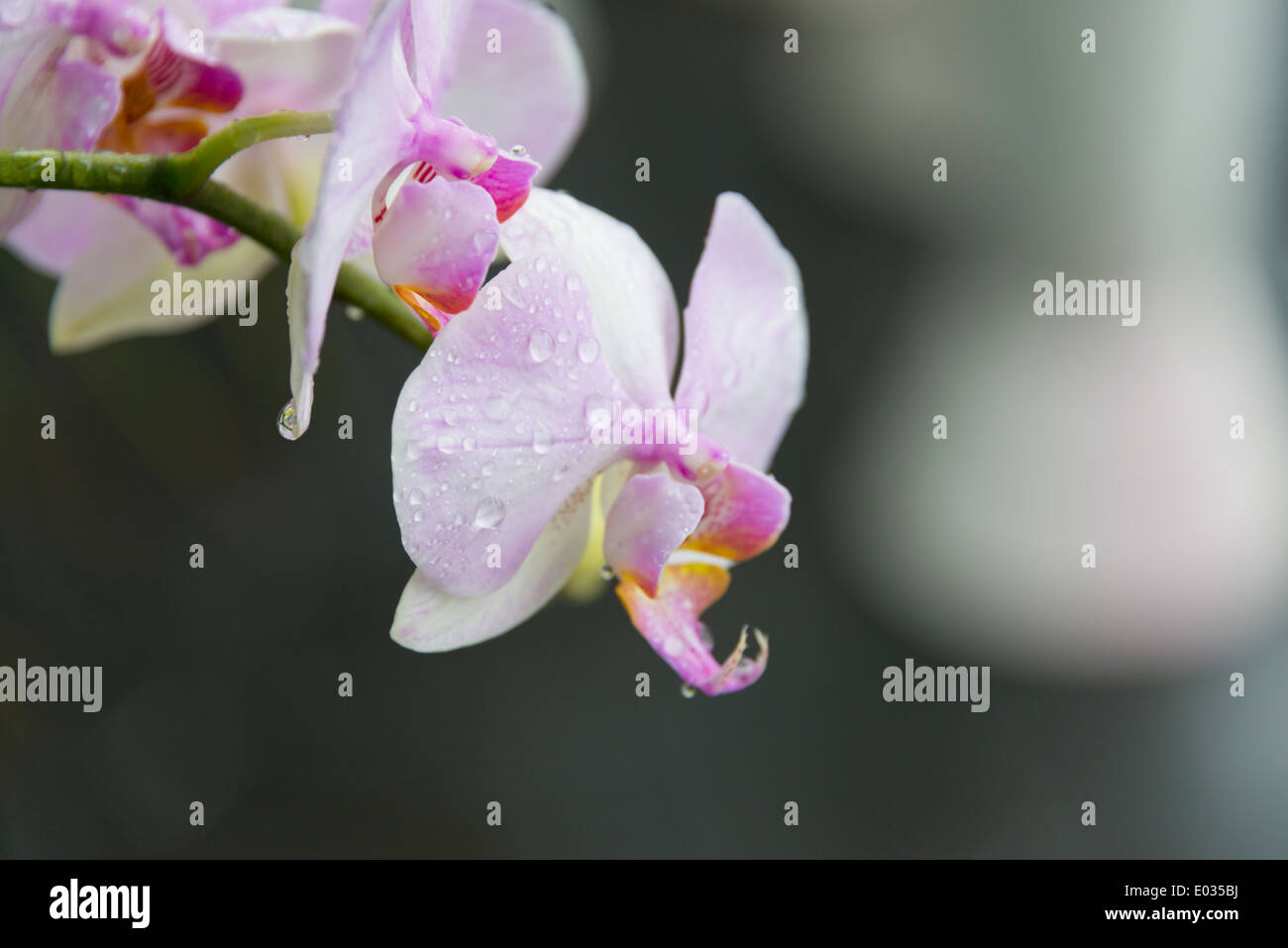Orchidee Stockfoto