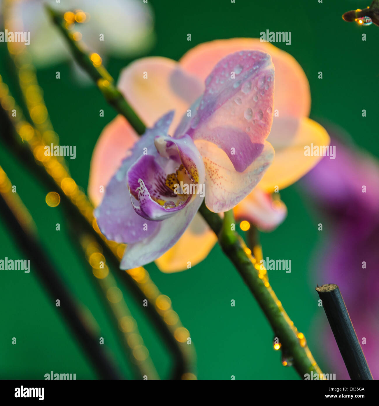 Orchidee Stockfoto