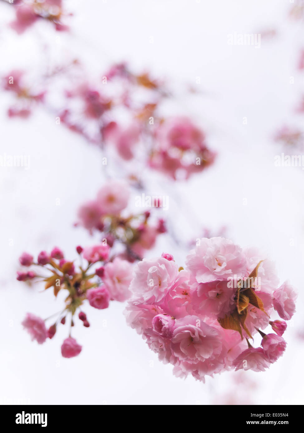 Nahaufnahme der Rosa blühenden japanischen Kirschbaum-Filiale in hellblauen Himmel. P. Lannesiana Sekiyama Stockfoto