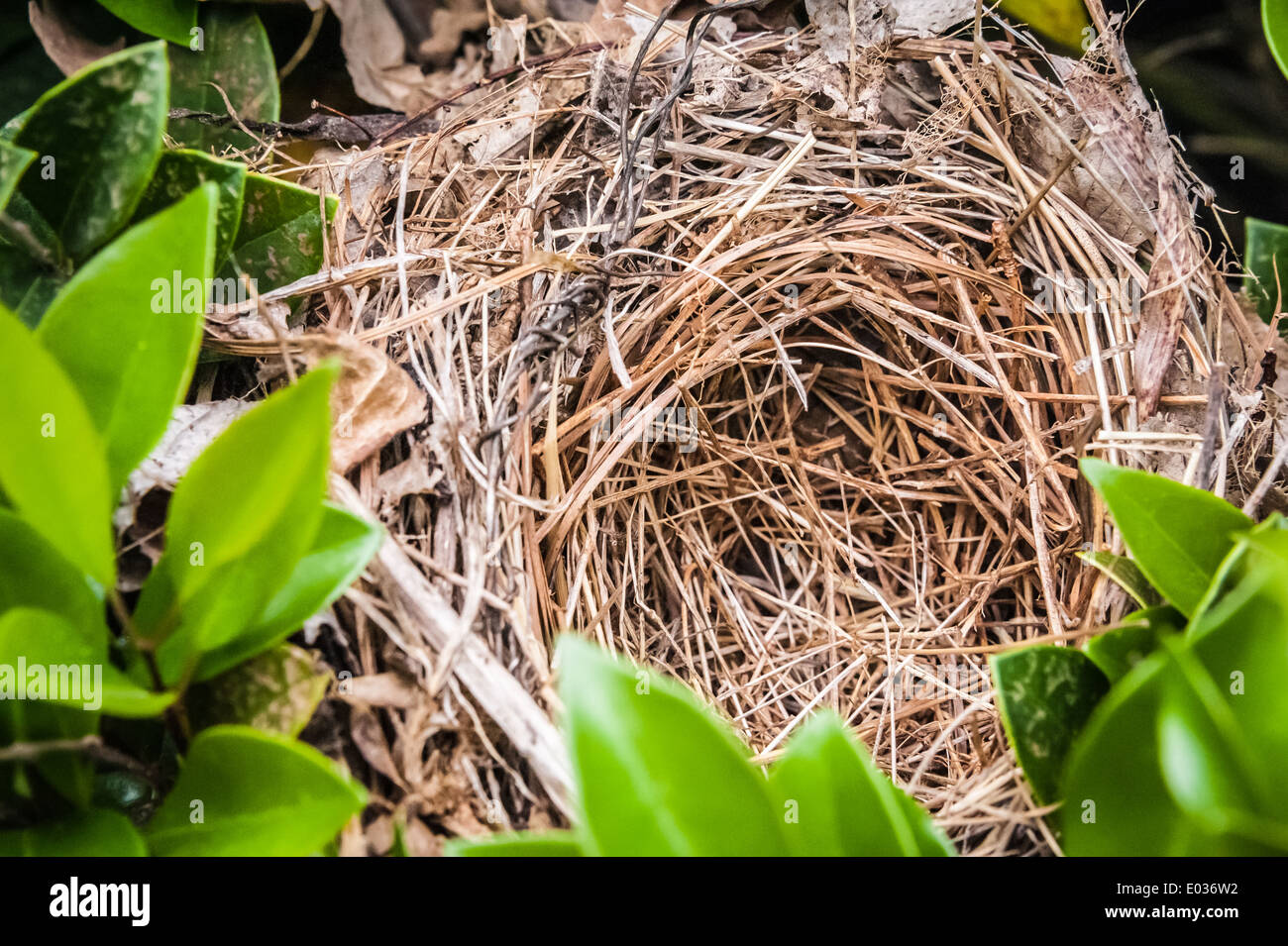 Leeres Vogelnest. Stockfoto