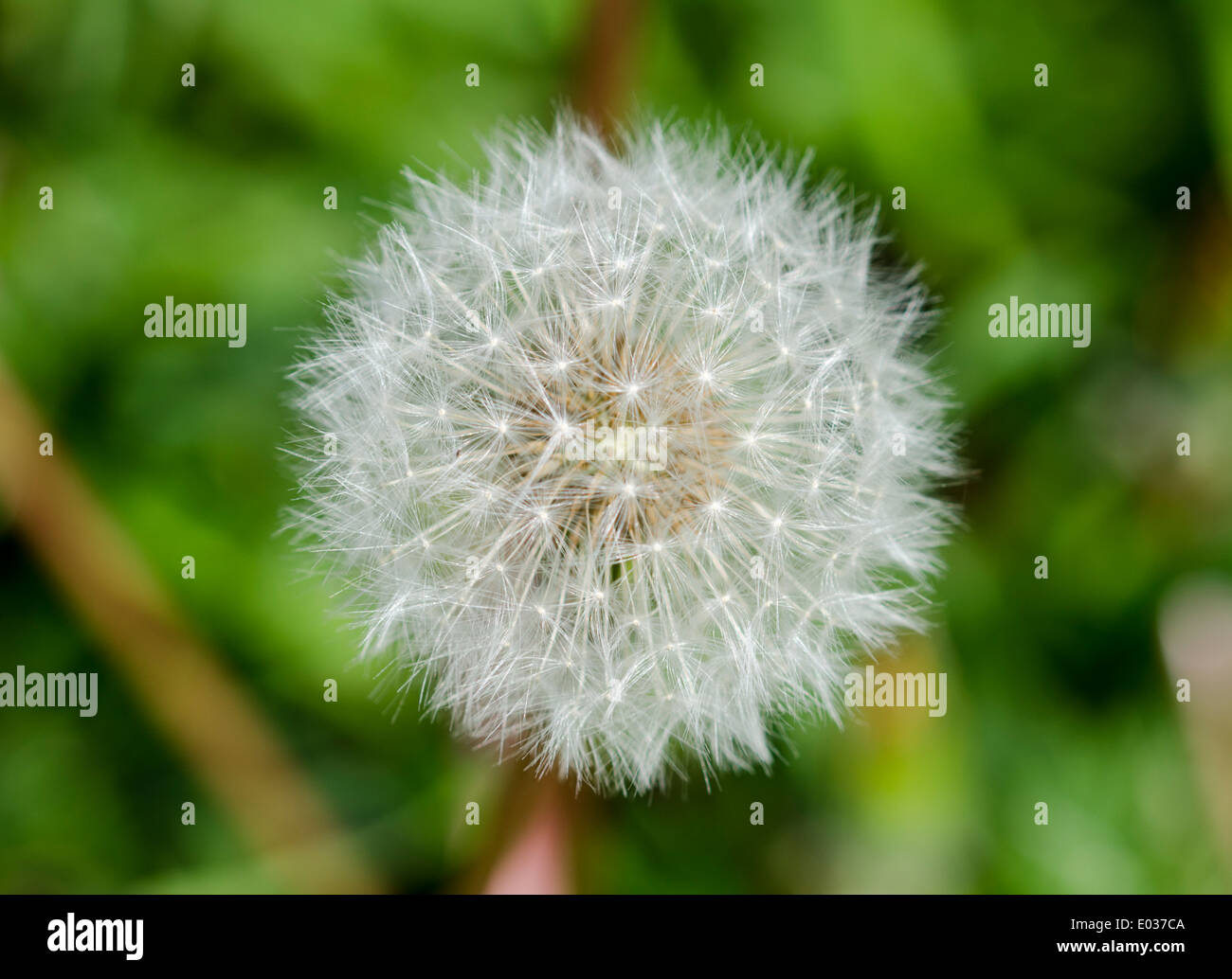 Nahaufnahme von einem weissen Samen Kopf oder "clock" von einer einzigen Löwenzahn (Taraxacum) Pflanze im Frühjahr in West Sussex, England, UK. Stockfoto