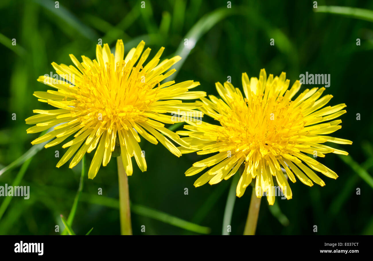 Blumen Löwenzahn (Taraxacum officinale) in West Sussex, England, UK. Stockfoto