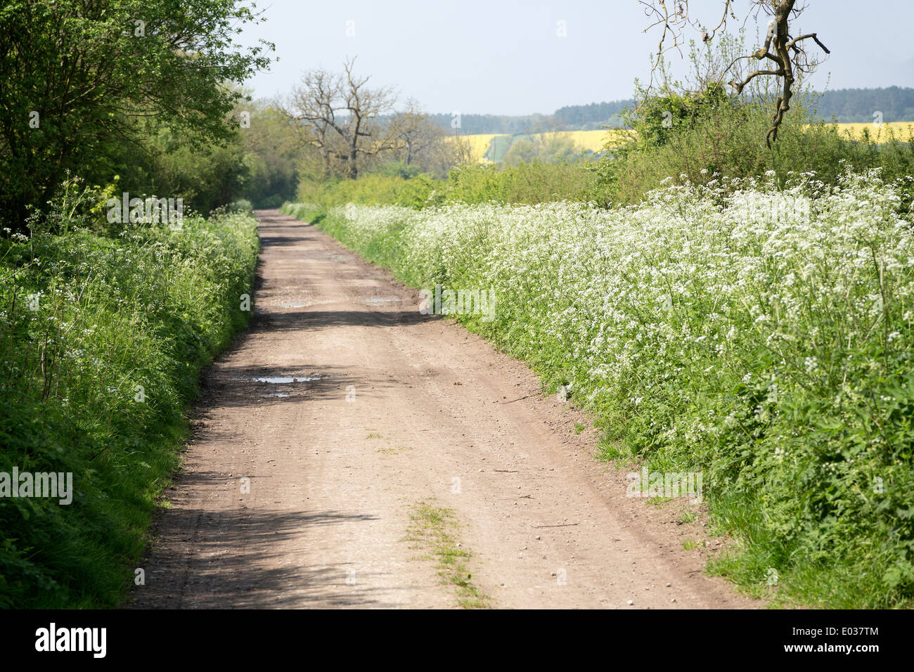Kuh-Petersilie, Anthriscus Sylvestris, wilde Kerbel, wilde Schnabel Petersilie, Keck oder Queen Anne es Lace wächst in England, UK. Stockfoto