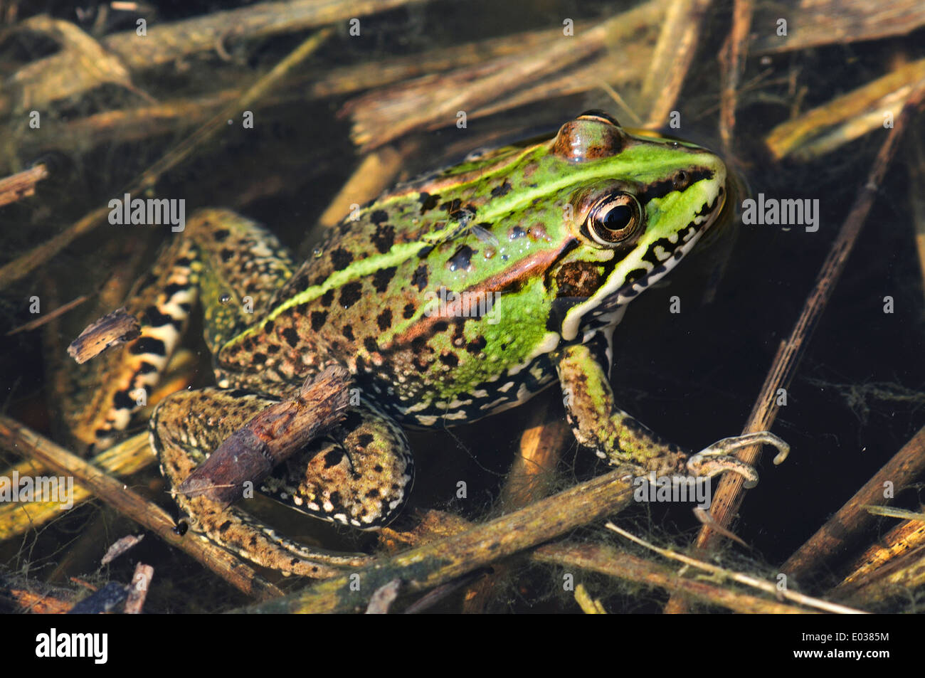 Ein Seefrosch in Ruhe. Bexington, Dorset, Großbritannien, Mai 2012 Stockfoto