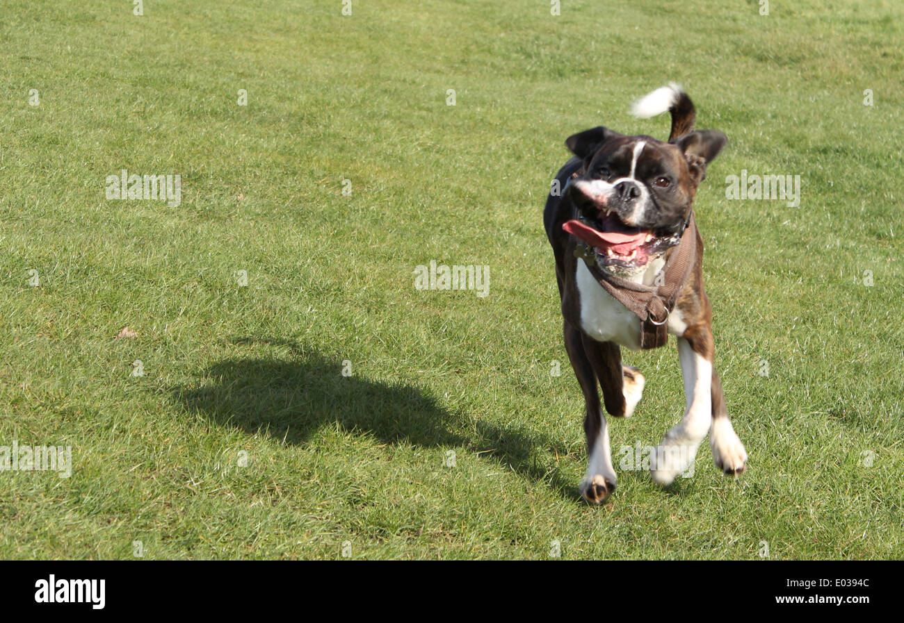 Boxer Hund, Buster auf einen Spaziergang (oder laufen) in Hghwoods Country Park, Coolchester Stockfoto