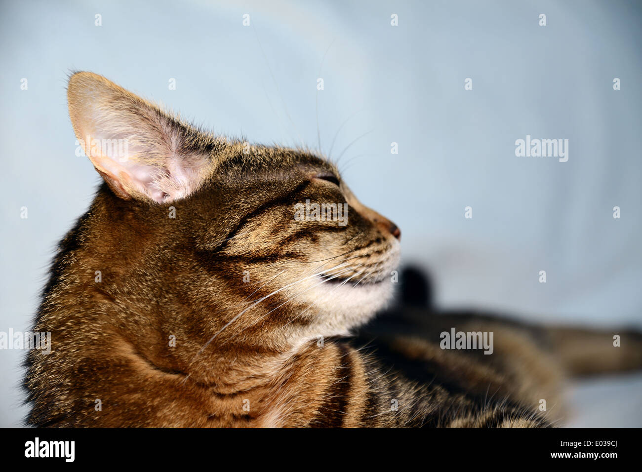 Ägyptische Mau Katze - zufrieden Stockfoto