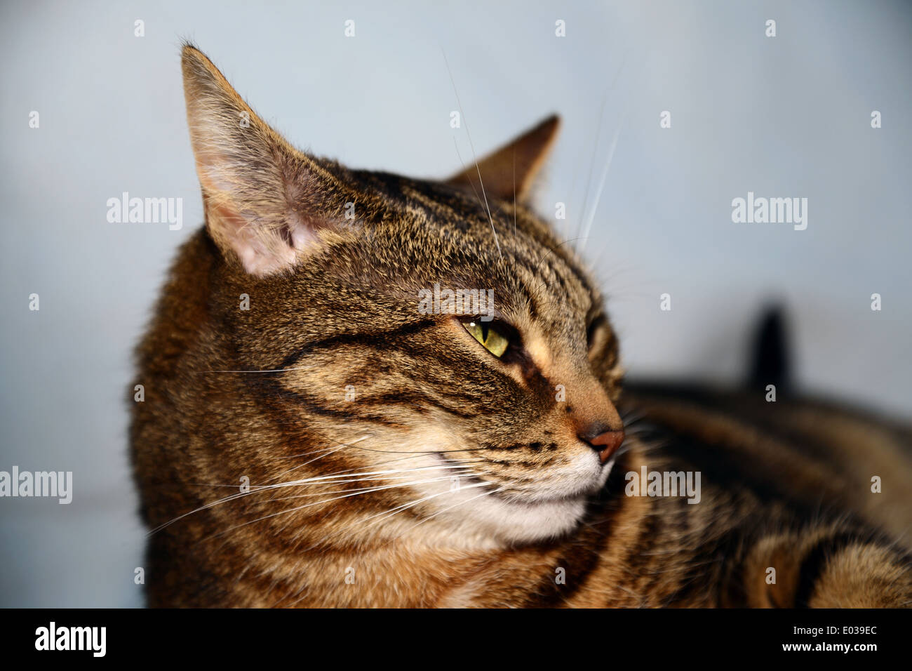 Ägyptische Mau - stolze Katze Stockfoto