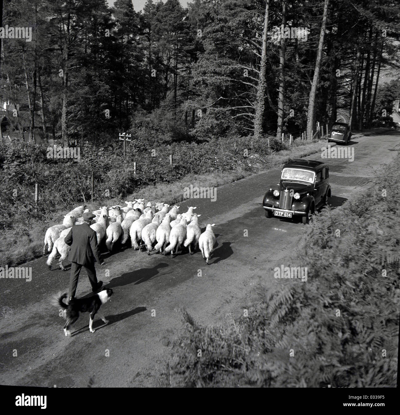 der 1950er Jahre und historischen Bild Hund, ein Hirte und eine Herde von Schafen auf einer Landstraße mit Auto gestoppt. Stockfoto