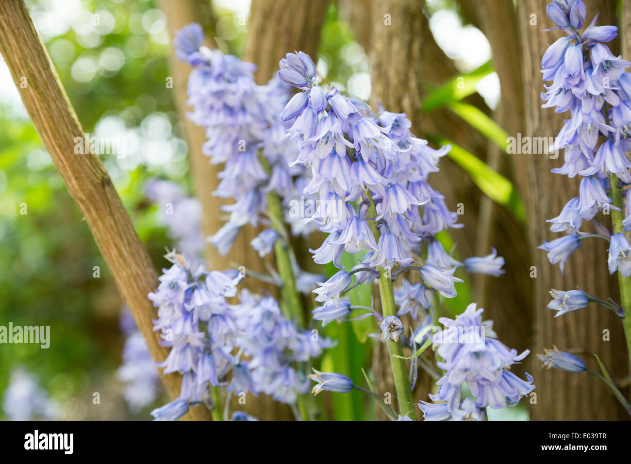 Die spanischen Bluebell, Hyacinthoides Hispanica in Northamptonshire, England, UK Stockfoto