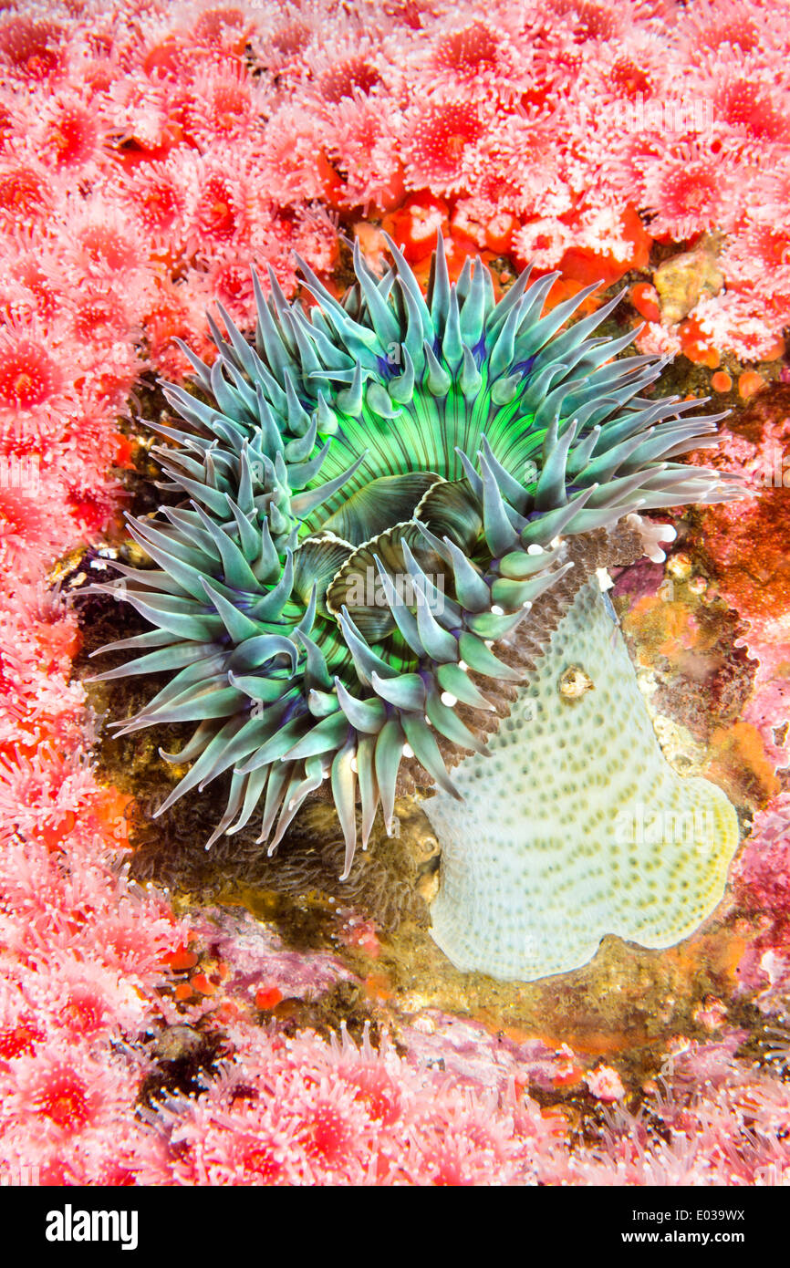 Eine grüne Seeanemone ist unter einer Kolonie von rot, Club-bestückte Erdbeer Anemonen in den Pazifischen Ozean Kanalinseln befestigt. Stockfoto