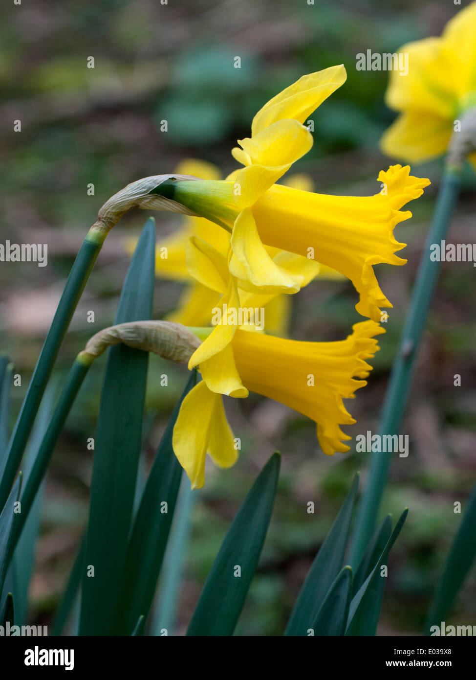 Ein Portraitbild von zwei Narzissen Blütenköpfchen (Narcissus Psuedonarcissus) Stockfoto