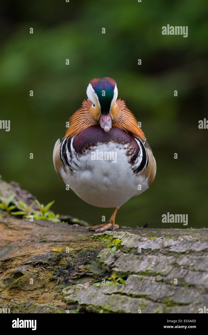 Männliche Mandarinente (Aix Galericulata) sitzen auf einem Baumstamm Stockfoto