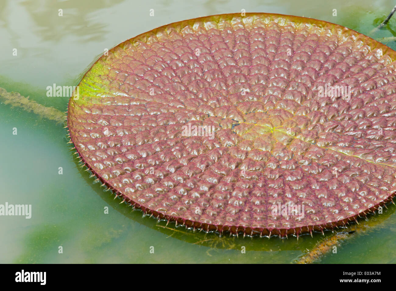 Victoria Amazonica Seerosen auf Fisch Fluss, südlichen Guyana Stockfoto