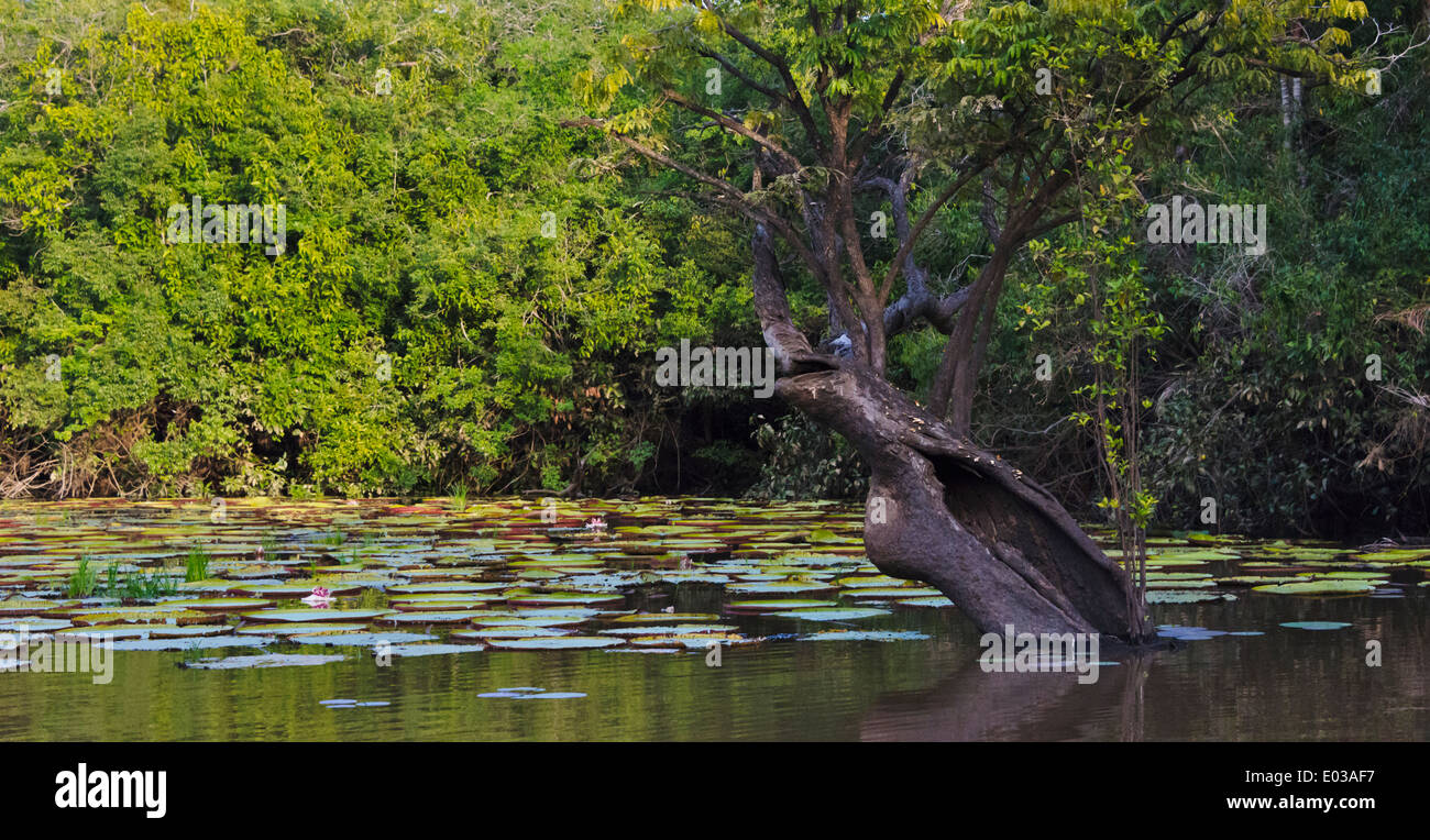 Victoria Amazonica auf Fisch Fluss, südlichen Guyana Stockfoto