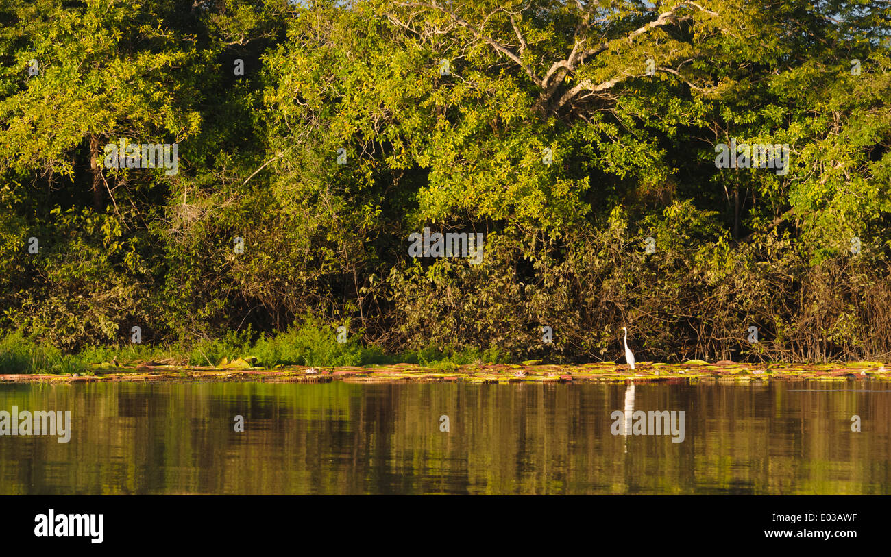 Silberreiher mit Victoria Amazonica Seerosen und Blumen auf Fisch Fluss, südlichen Guyana Stockfoto