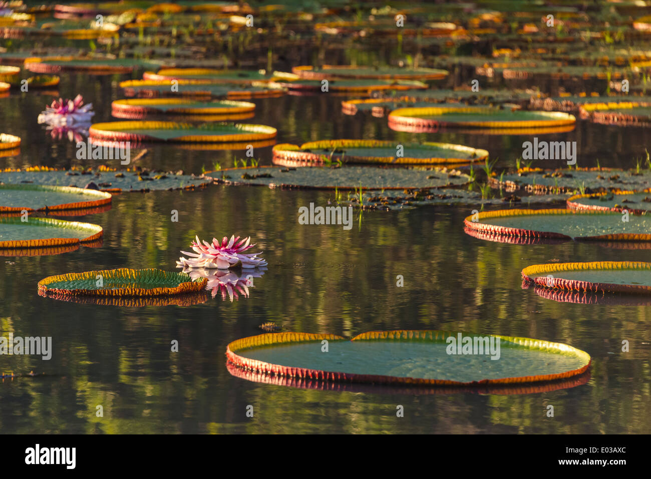 Victoria Amazonica Seerosen und Blumen auf Fisch Fluss, südlichen Guyana Stockfoto