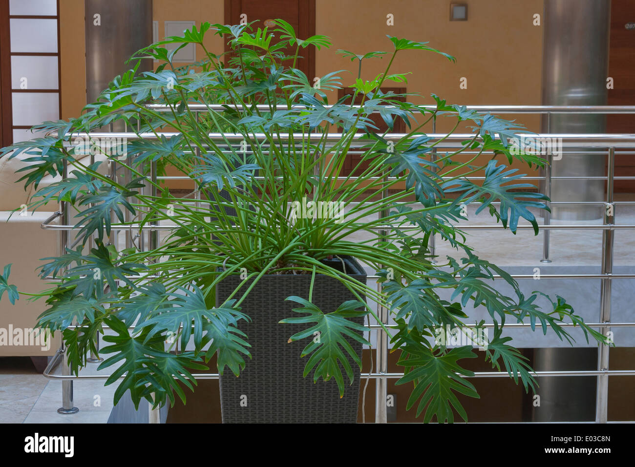 Innenraum mit dekorative Zimmerpflanze Stockfoto