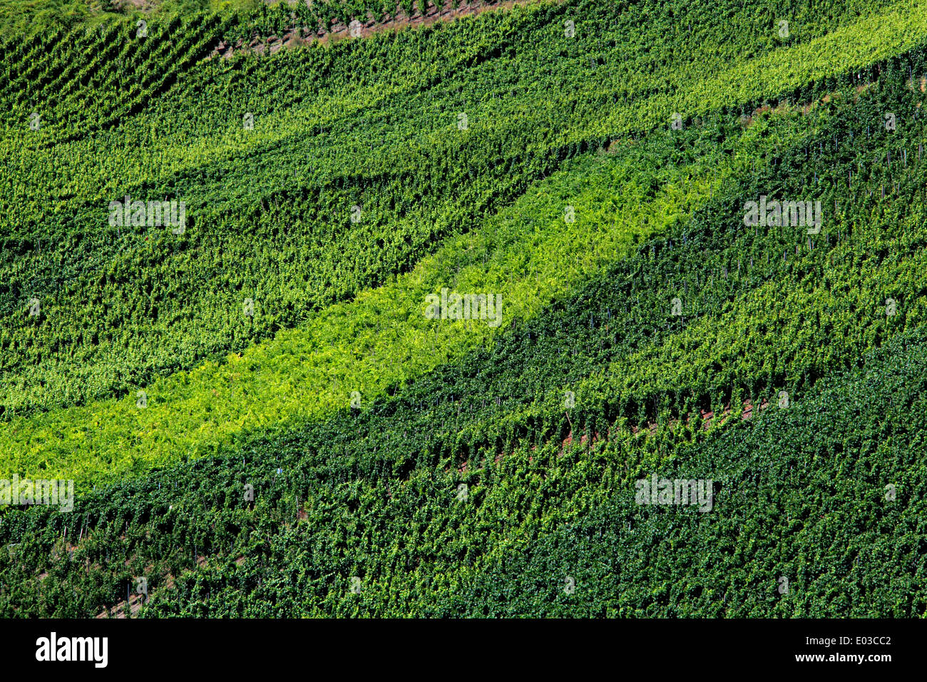 Foto von Weinberge entlang des Rheins, zwischen Koblenz und Rüdesheim, Deutschland Stockfoto