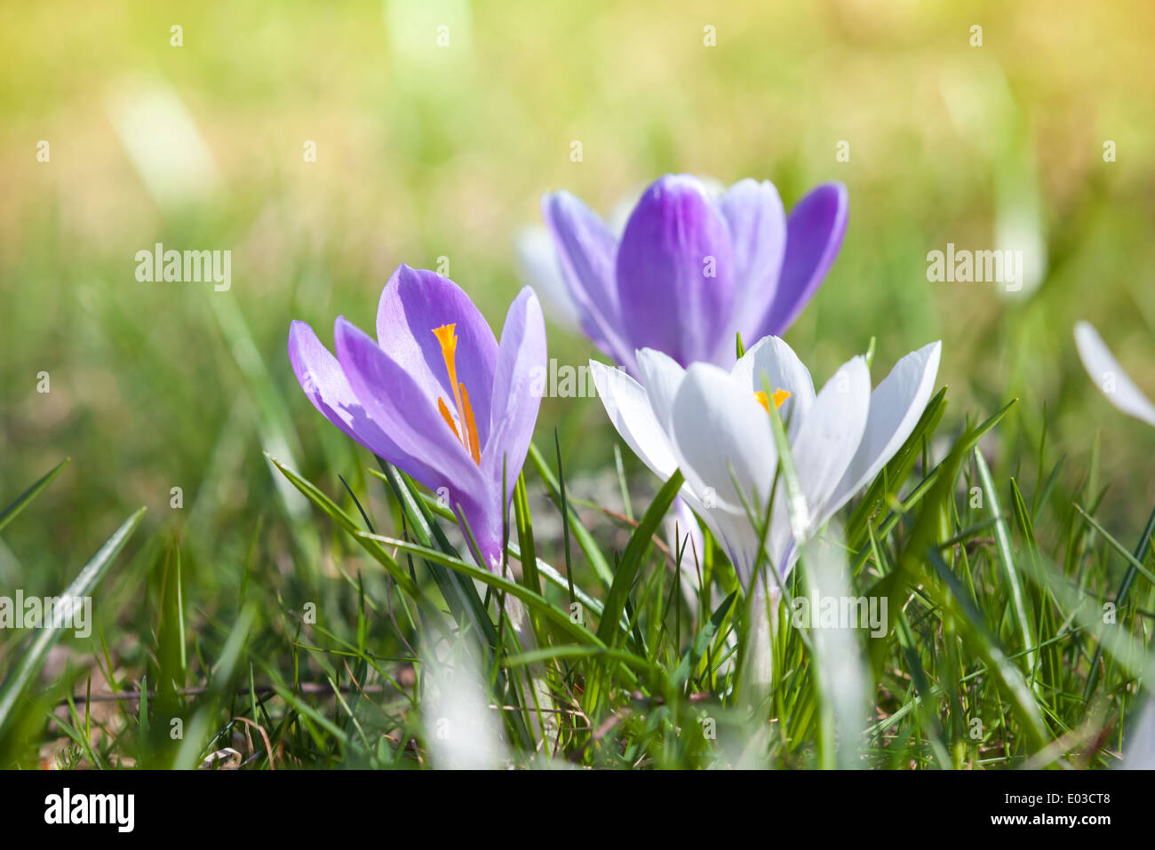 Bunte Krokusblüten auf der Frühlingswiese, Makro-Foto Stockfoto